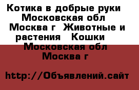 Котика в добрые руки - Московская обл., Москва г. Животные и растения » Кошки   . Московская обл.,Москва г.